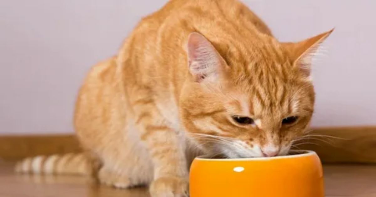 Risks of Feeding Baby Food to Cats