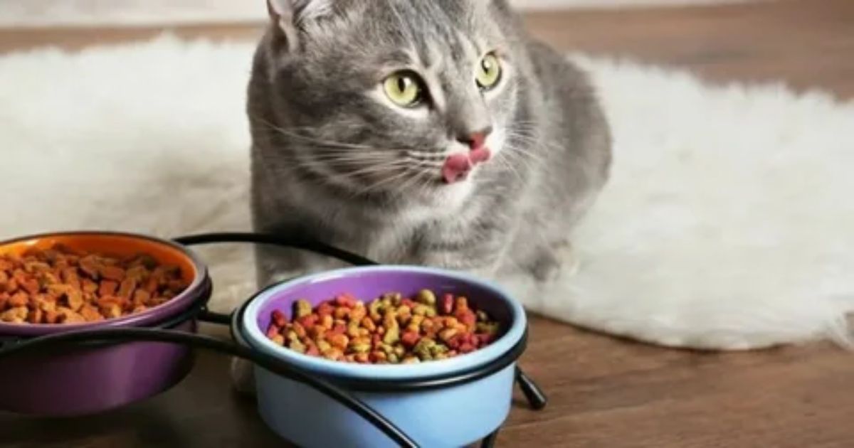 What Ingredients to Avoid in Baby Food for Cats