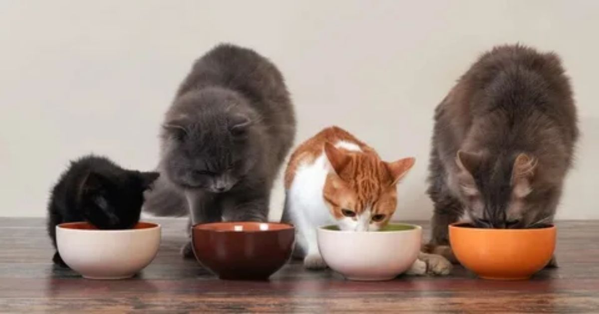 Best Practices for Feeding Kitten Food to Cats: