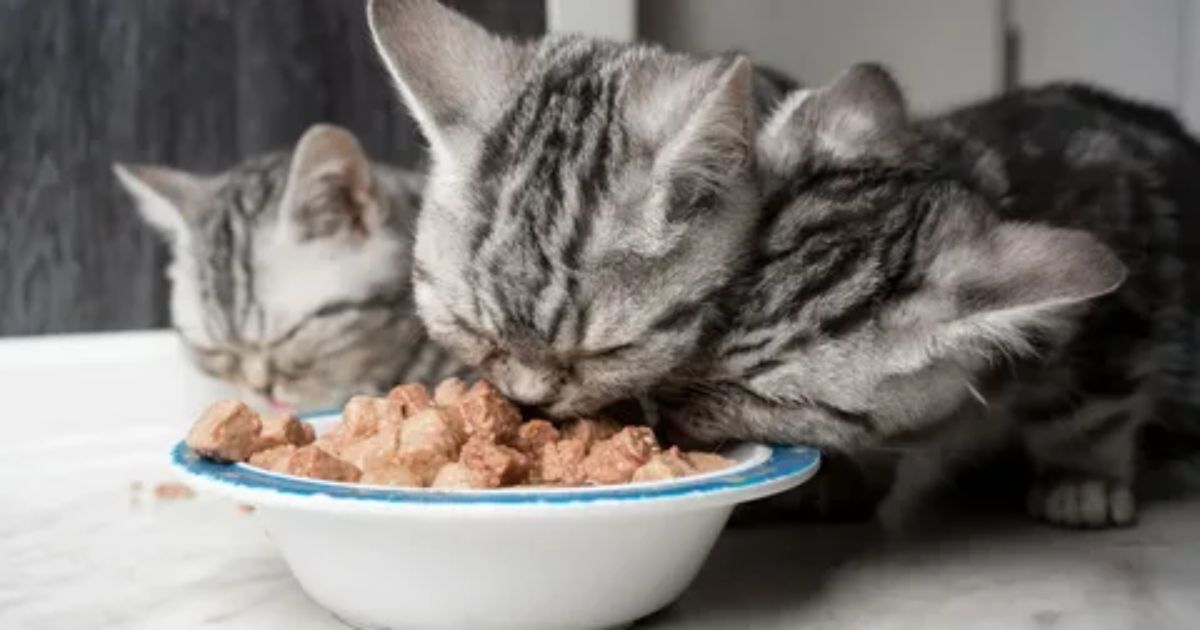 Can Cats Eat Kitten Food?