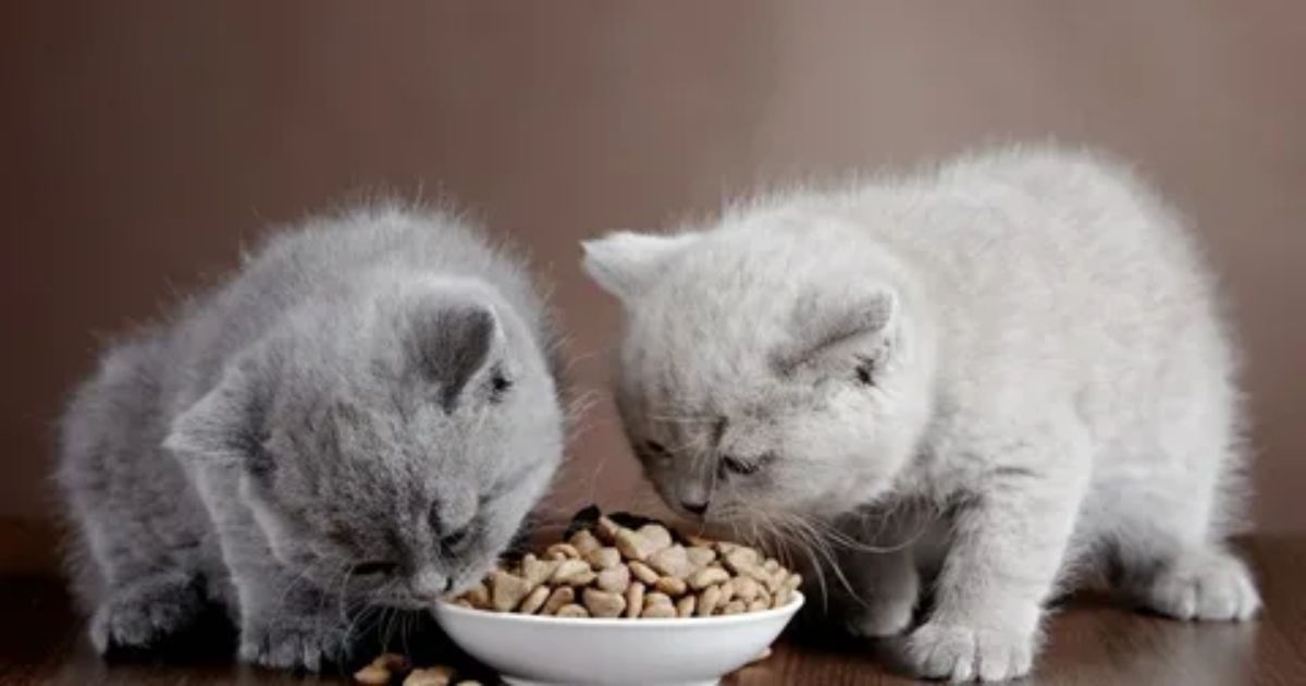 Can Kittens Eat Cat Food?
