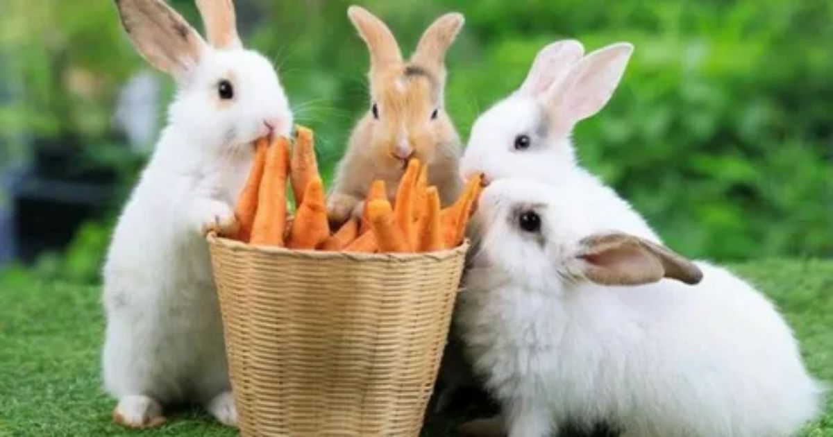 Can Rabbits Eat Cat Food?