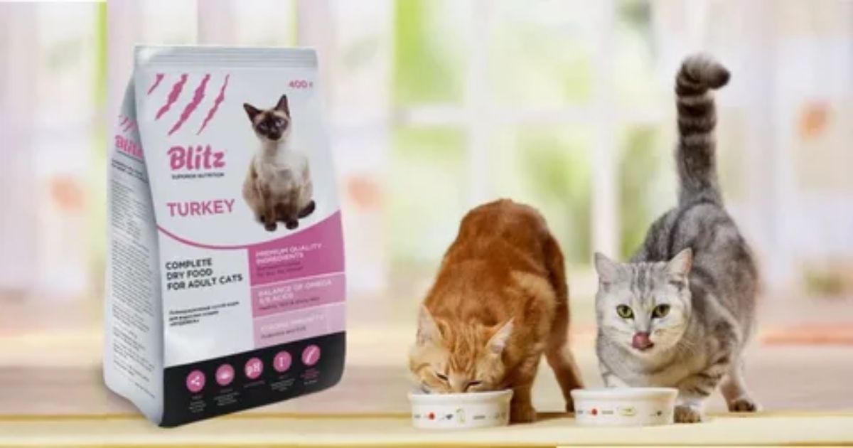 Choosing Quality Commercial Kitten Food