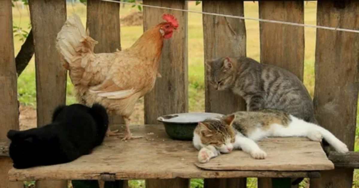 Do cats like chicken meal?