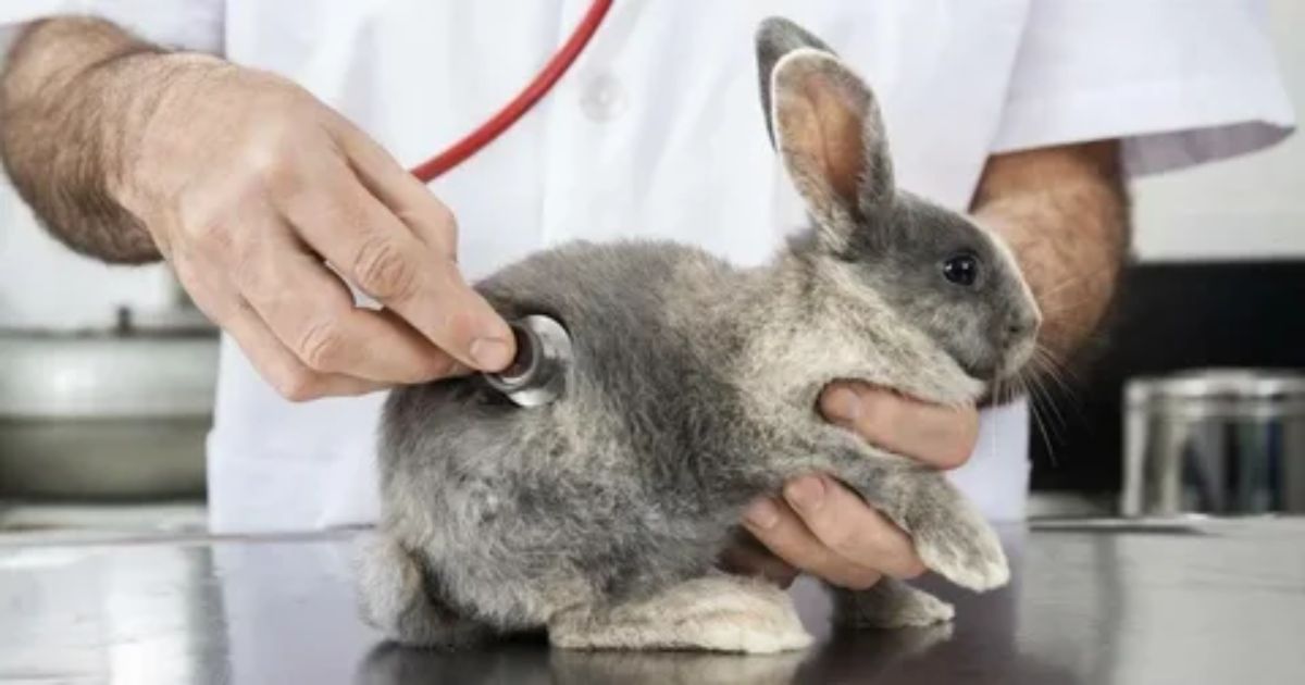 Encouraging Rabbit-Savvy Veterinarians