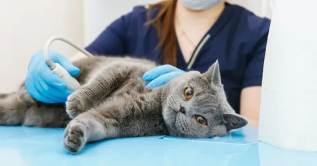 Evaluating Tiki Cat's Impact on Feline Health