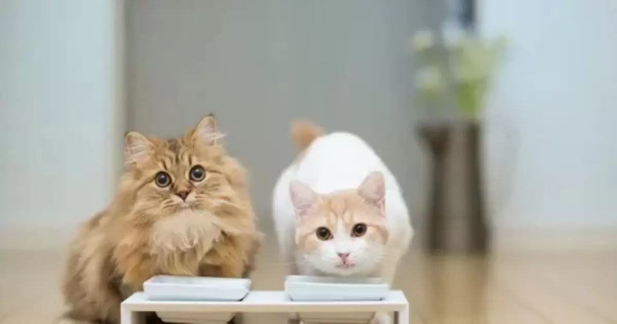 How Cats Detect and React to Spicy Foods