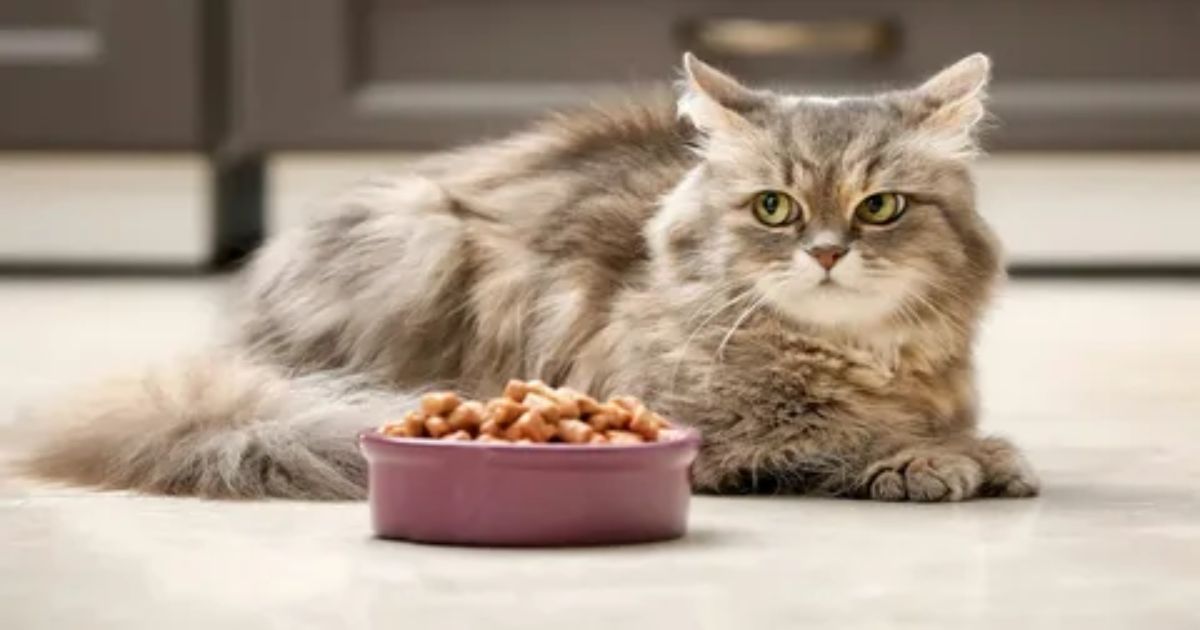 How Long Does It Take A Cat To Digest Food?