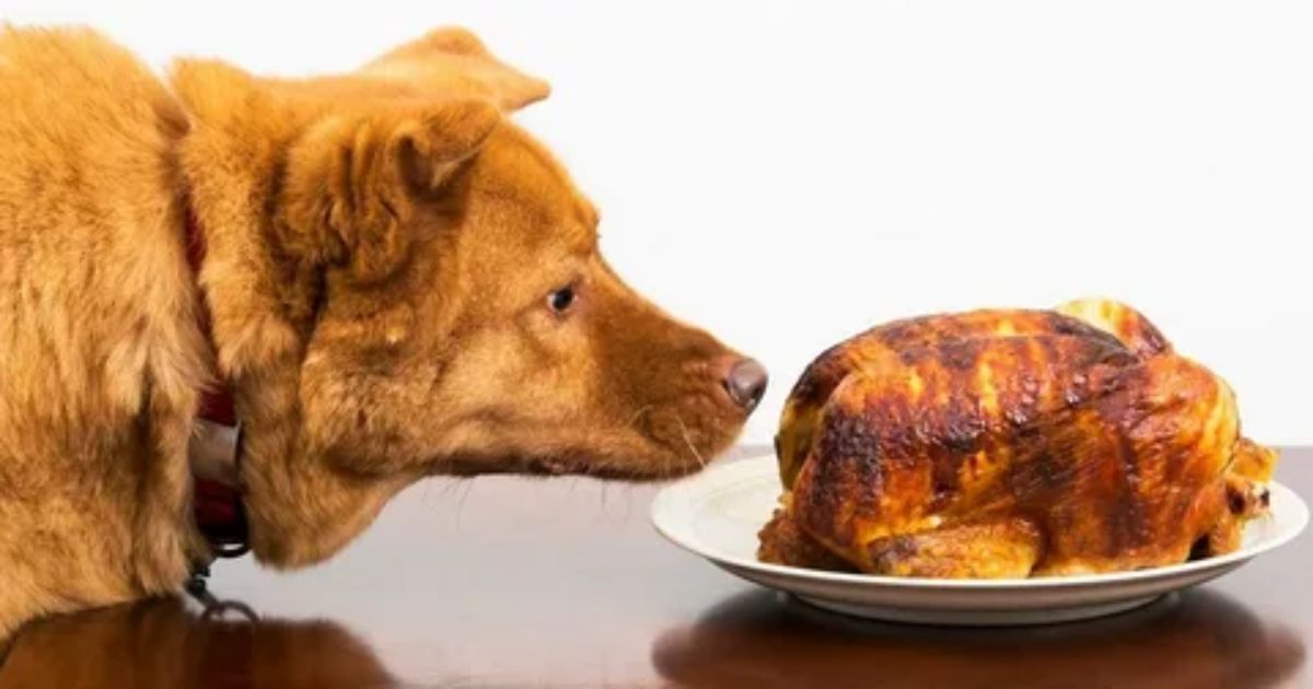 Is chicken meal a good pet food ingredient?