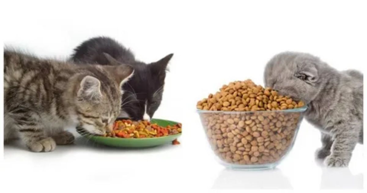 Nutritional Requirements for Growing Kittens