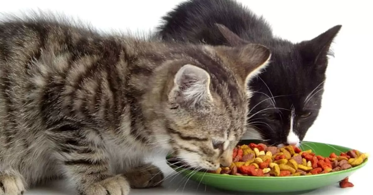Preservatives to Avoid in Cat Food
