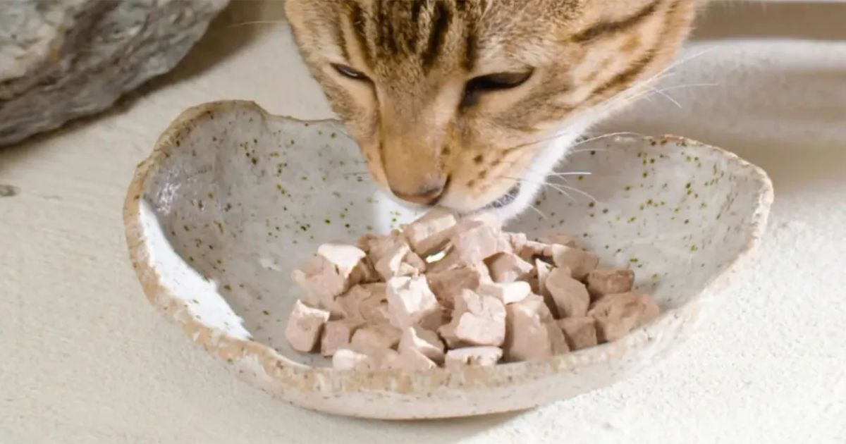 The Benefits of Natural and Grain-Free Cat Food