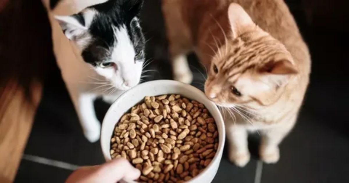 What Defines Quality Cat Food