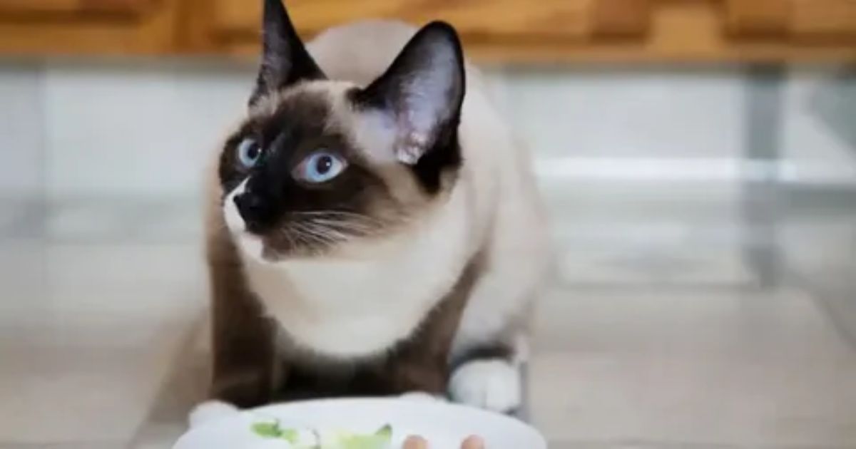 What Does Food Burial Mean For Your Cat?