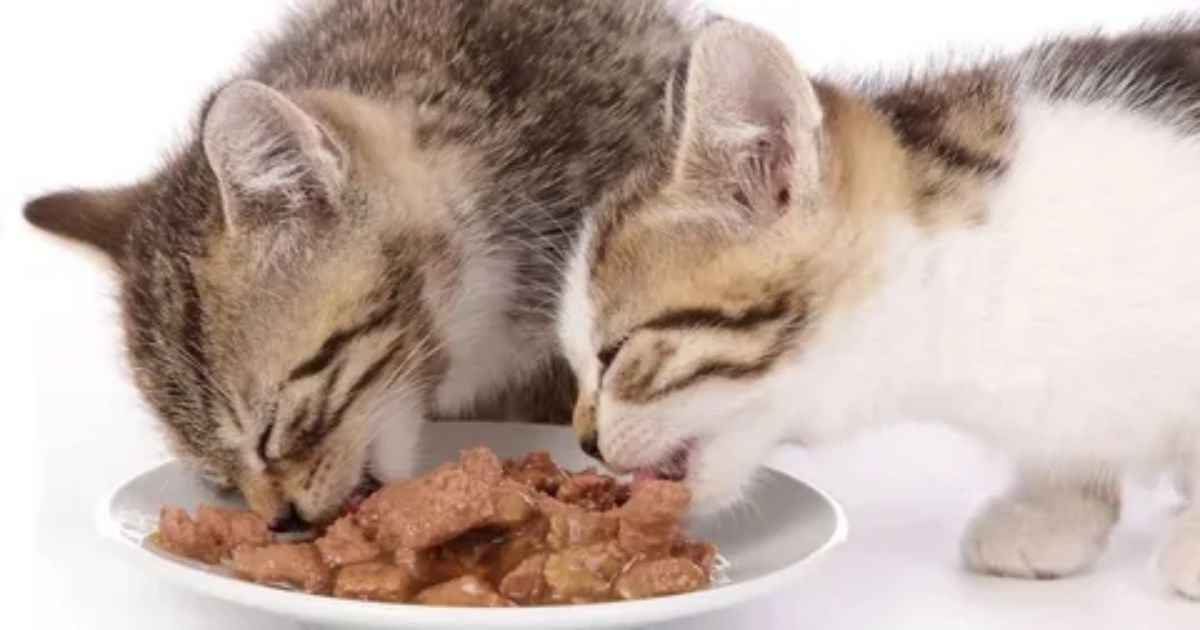 What happens If My Kitten Eats My Older Cats Food?