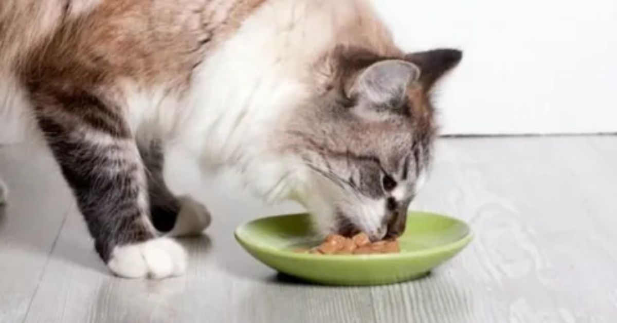 What is the source of chicken meal in cat food?