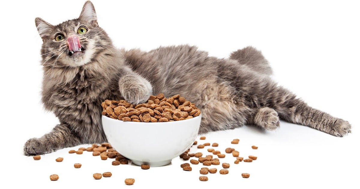Why Does Cat Food Smell So Bad?