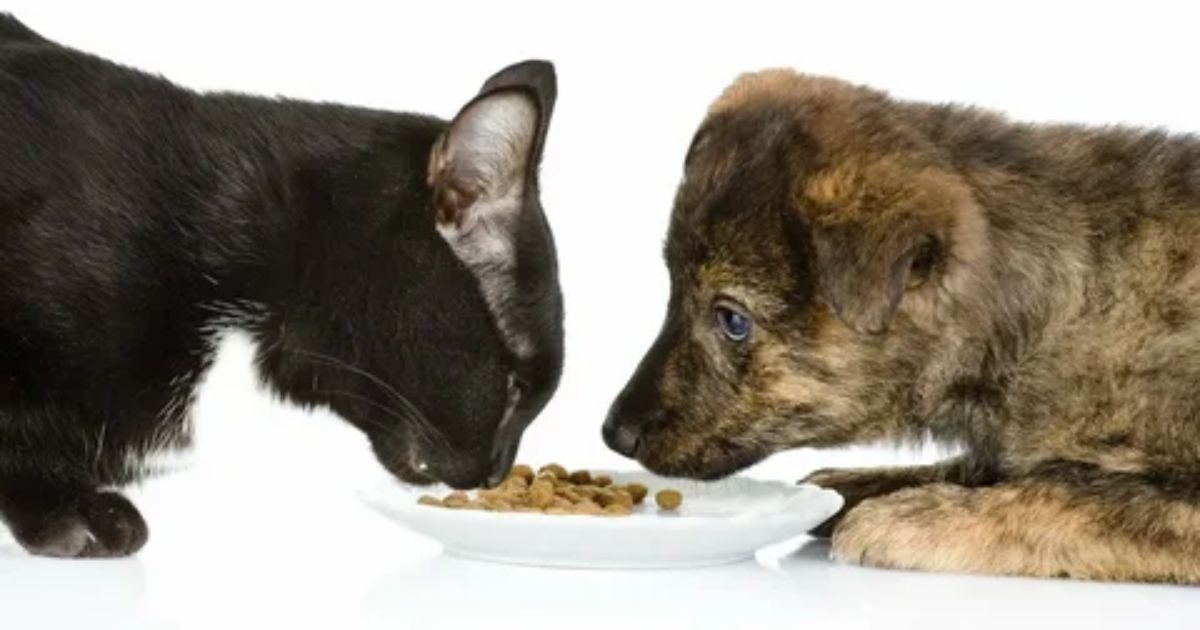 Why puppies Are attracted to Cat food: