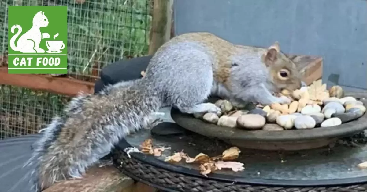Accidental Ingestion: Squirrels' Access to Outdoor Pet Bowls