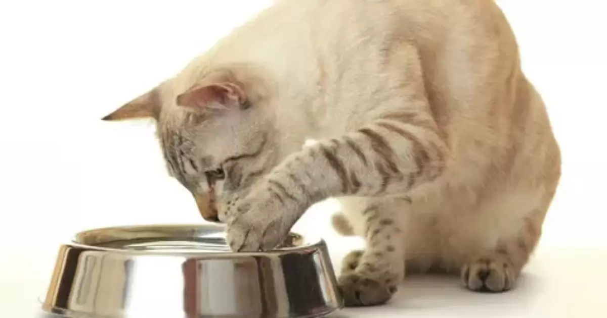Achieving Harmony Keeping Cat Food for Cats Only