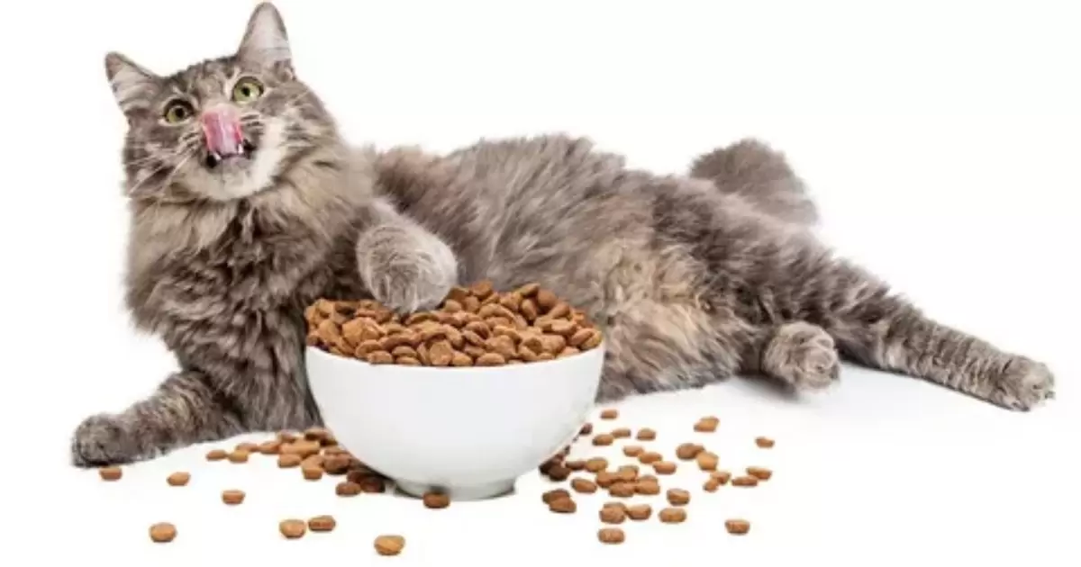 Are Cats Happy Eating Special Kitty Cat Food