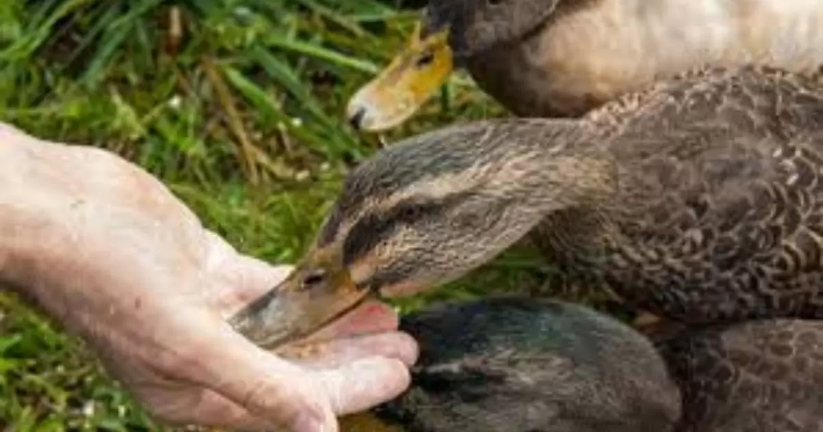 Are Feline Dry Foods Appropriate For Young Ducks