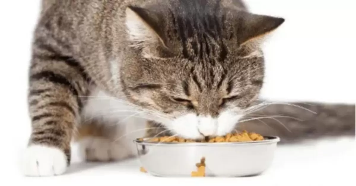 Benefits of Kitten Food for Adult Cats