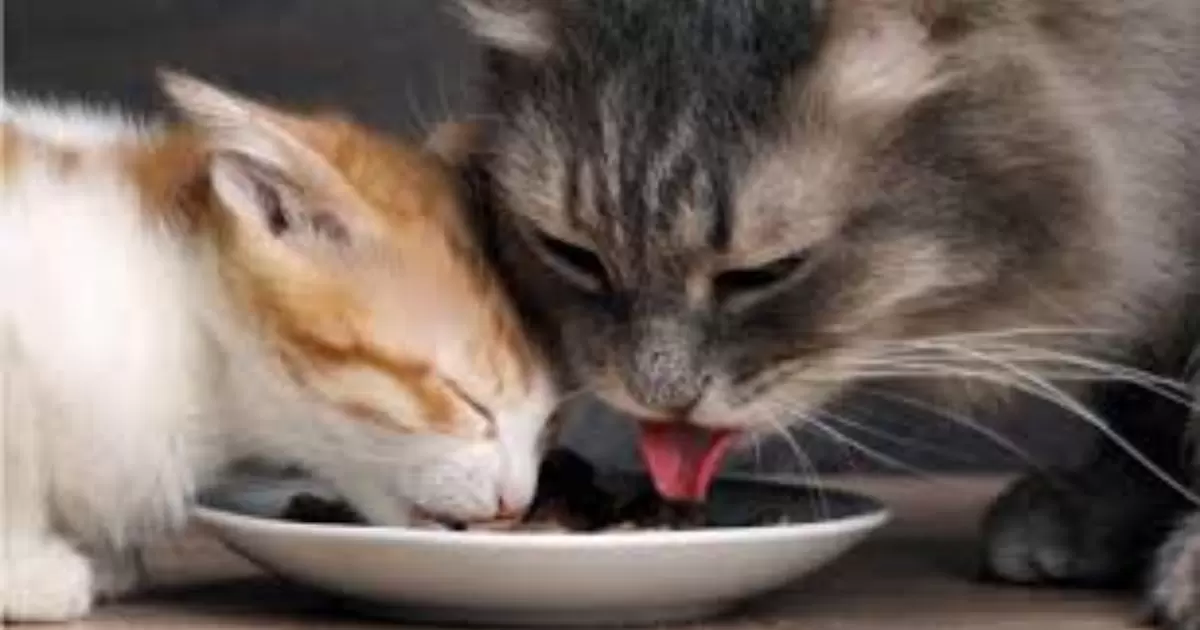﻿Can a Kitten Eat Adult Cat Food?