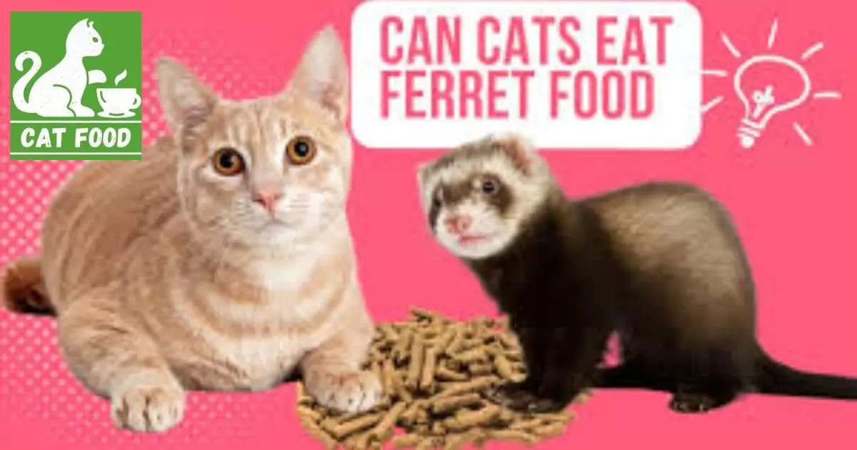 Can Cats Eat Ferret Food?