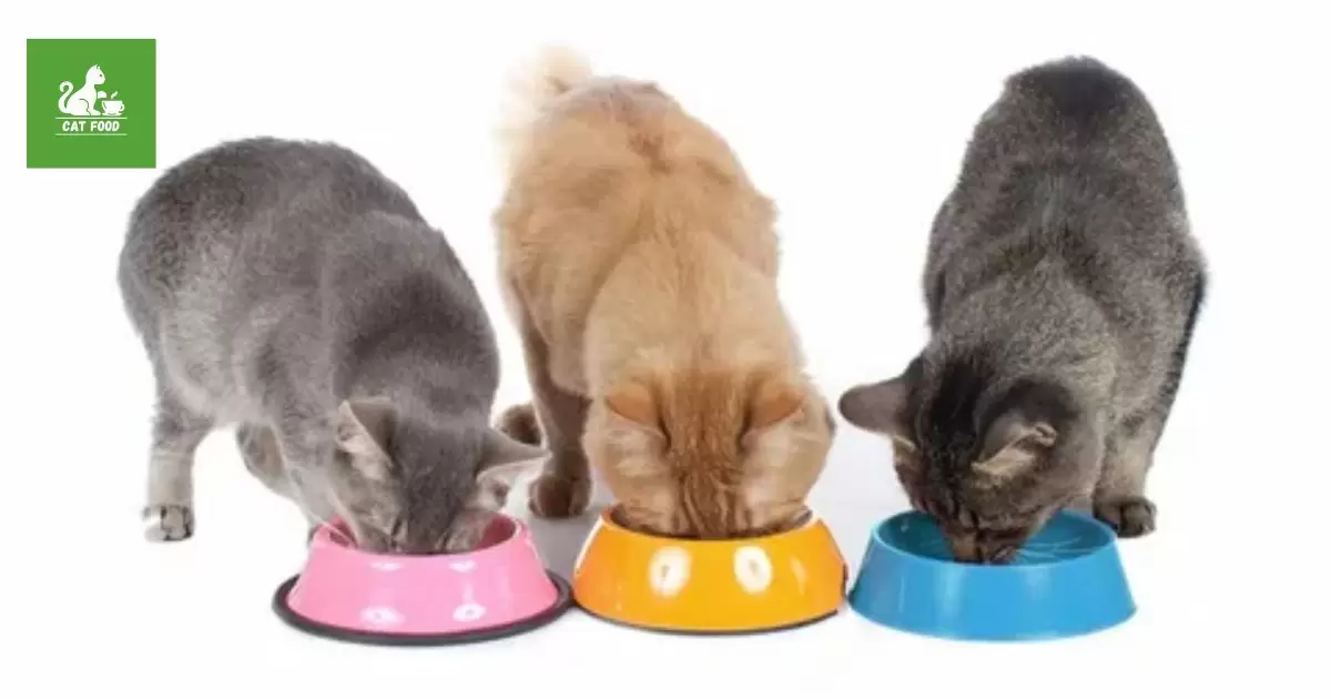 Can Cats Share A Food Bowl?