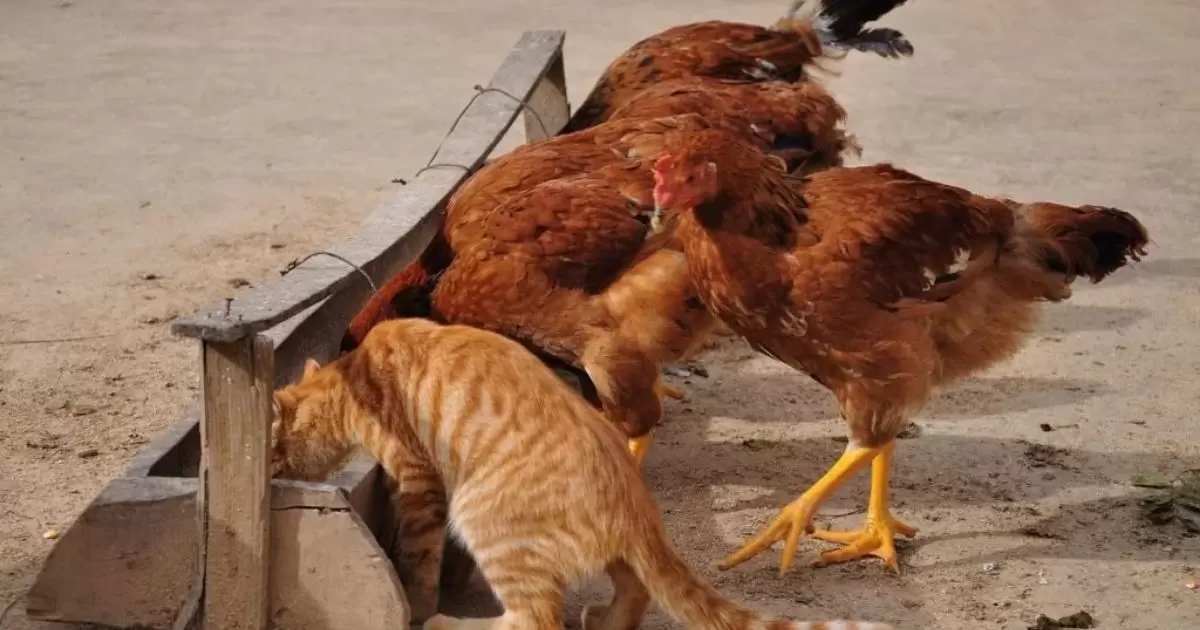 Can Chickens Benefit Nutritionally From Cat Food?