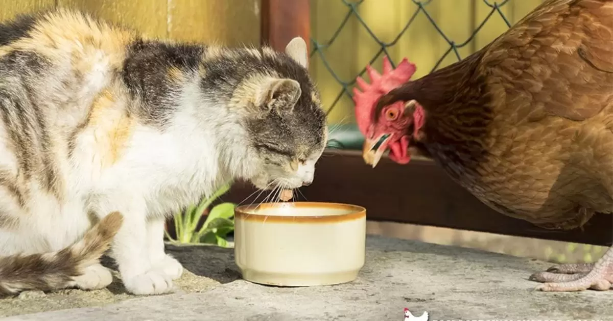 Can Chickens Eat Cat Food?