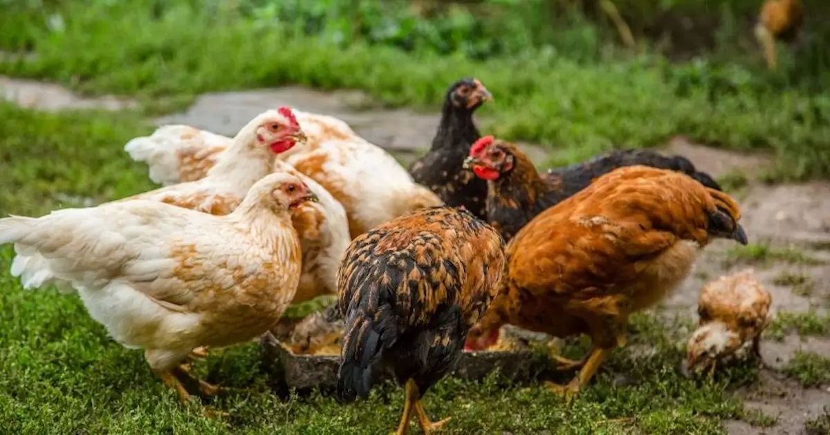 Can Chickens Eat Dry Cat Food?