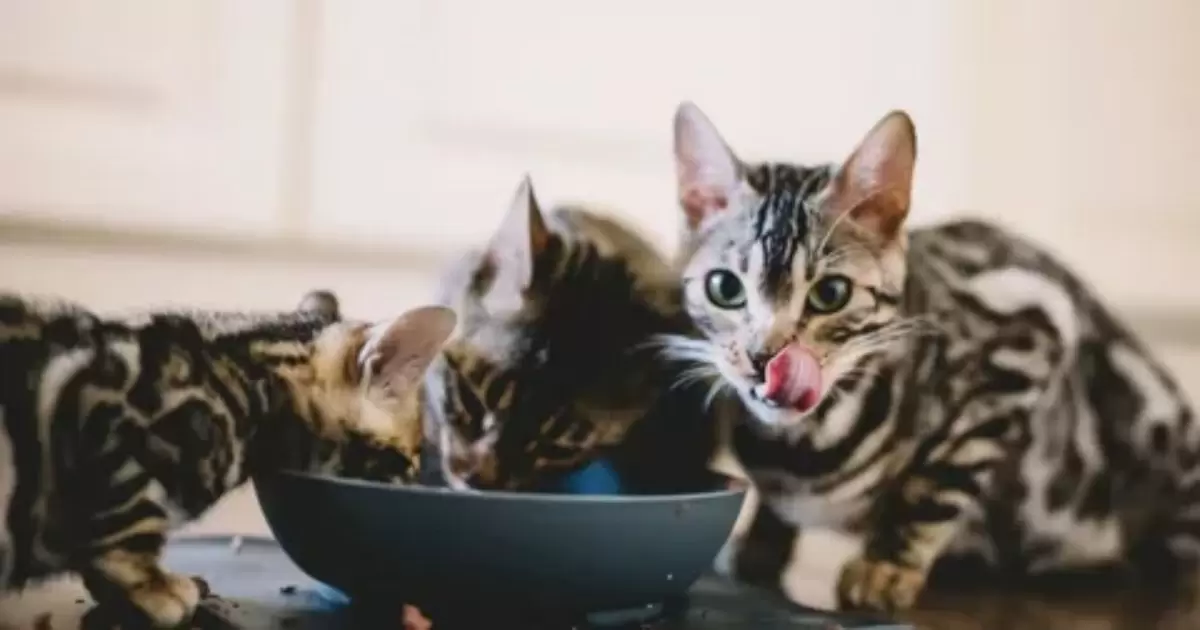 Can Grown Cats Eat Kitten Food?