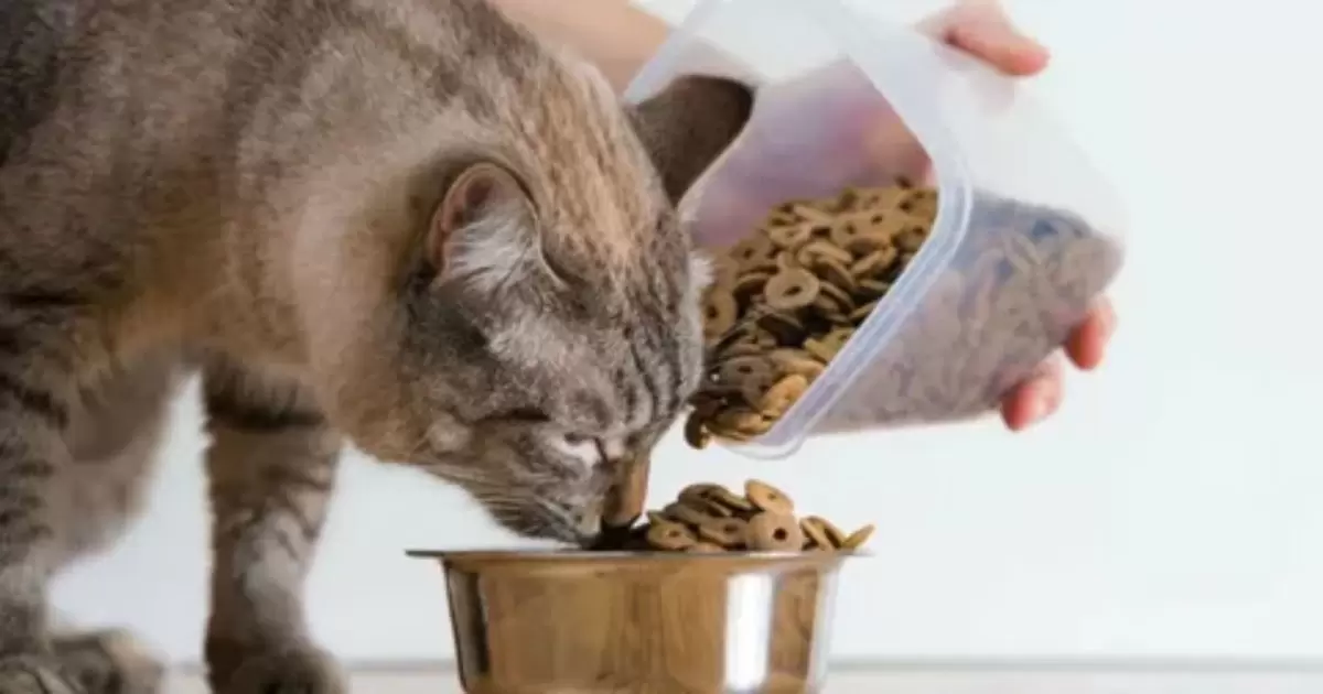 Can I Make My Own Cat Food?