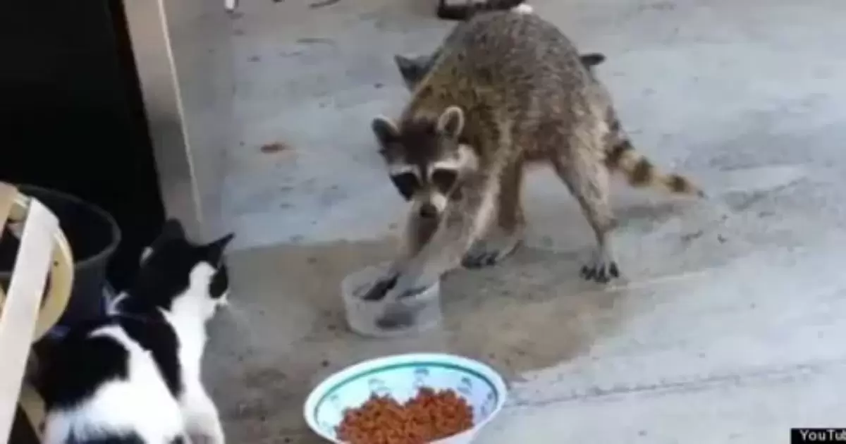 Can Raccoons Eat Cat Food?