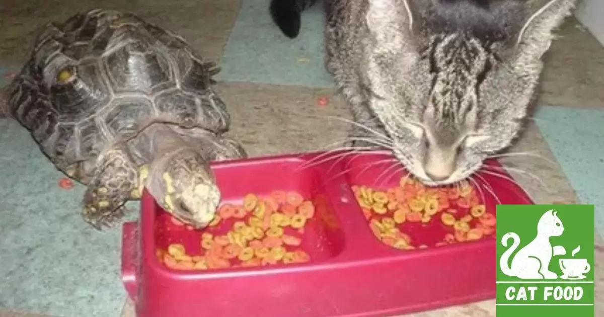 Can Turtles Eat Cat Food?