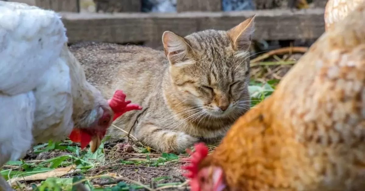 Cat Food Leading to Malnutrition in Chickens