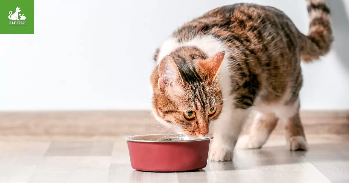 Cats Have Sensitive Stomachs: Understanding Why Wet Food Can Cause Diarrhea in Cats