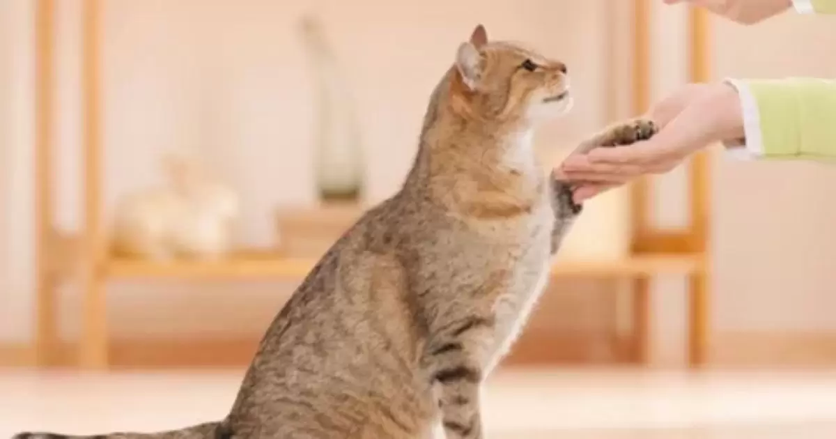 Creative Ways to Switch Up Your Cat's Diet