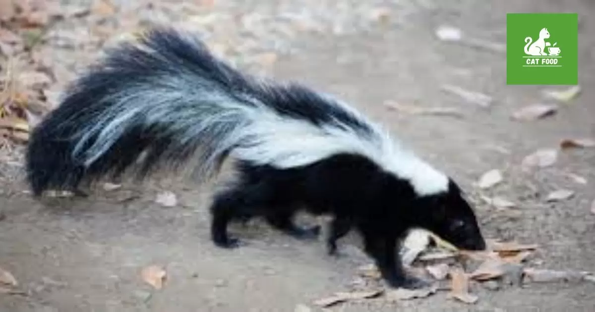 do skunks eat cat food?