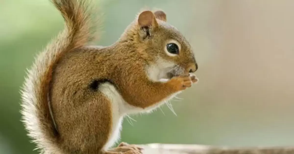 Do Squirrels Eat Cat Food?