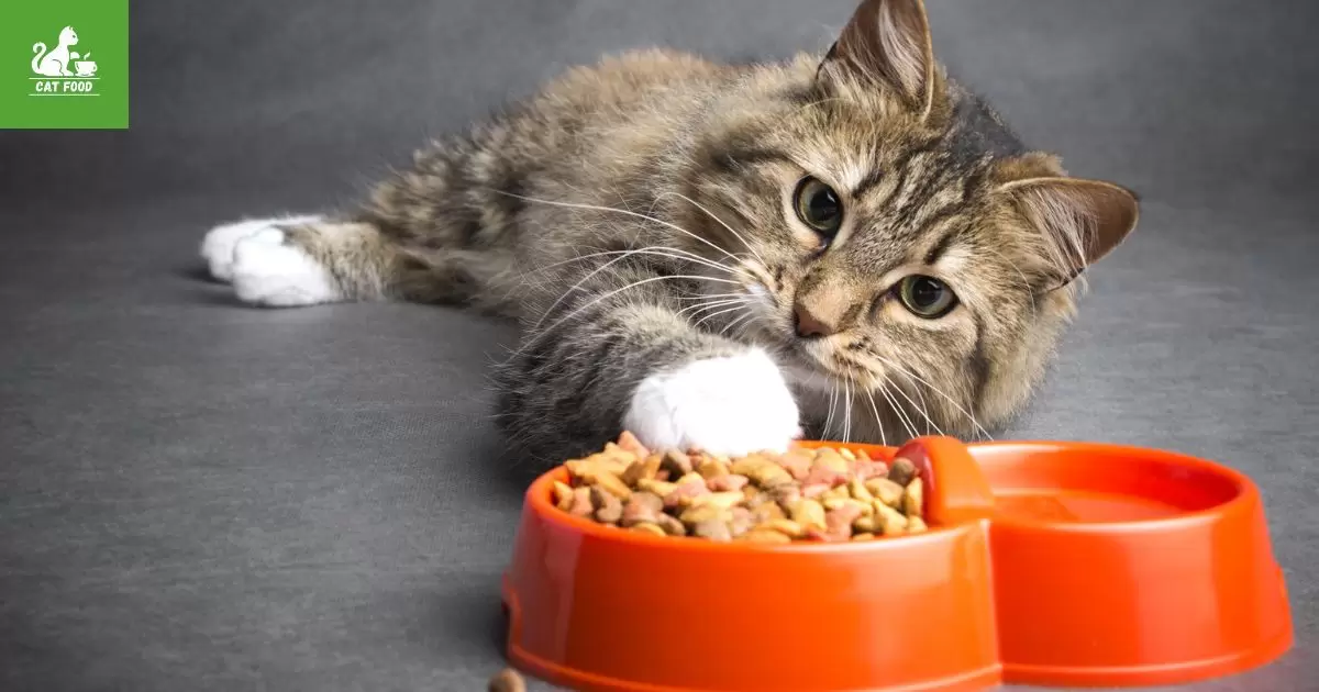 Does Wet Food Cause Diarrhea In Cats?