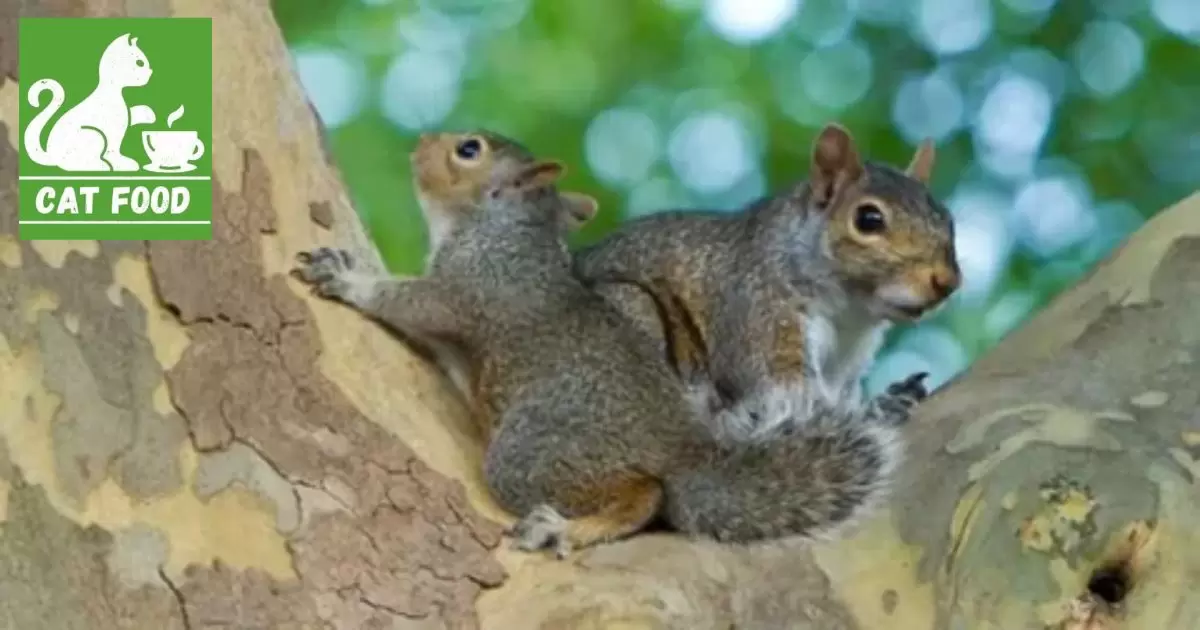 Enrichment Activities: Encouraging Natural Foraging Behavior in Squirrels