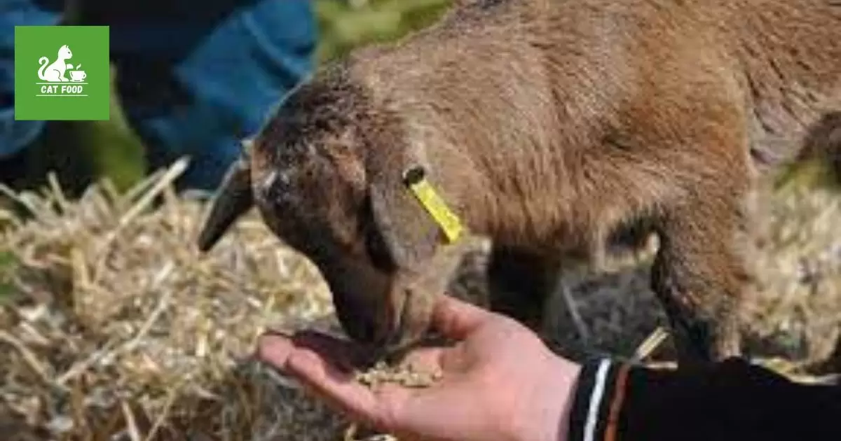 Guidelines for Feeding Cat Food to Goats