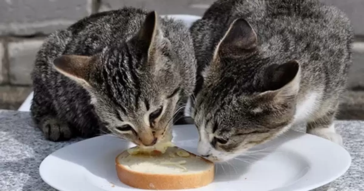 How Cats Consume Their Food