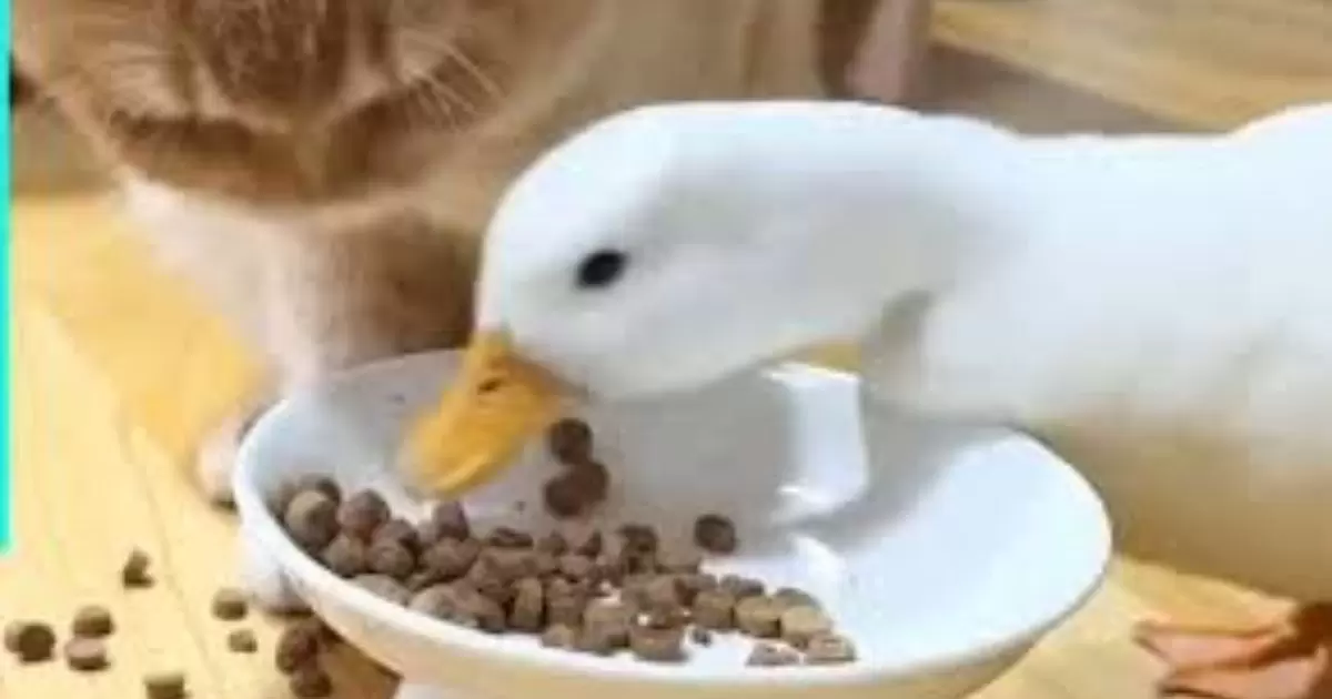 How Often Should I Feed My Ducks Cat Food?