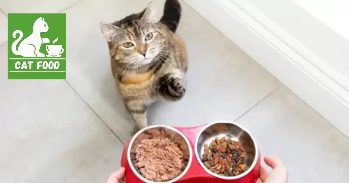 How To Feed Cat Wet Food While Away?
