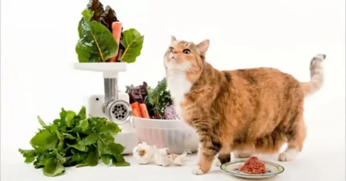 ideal food zone for cats