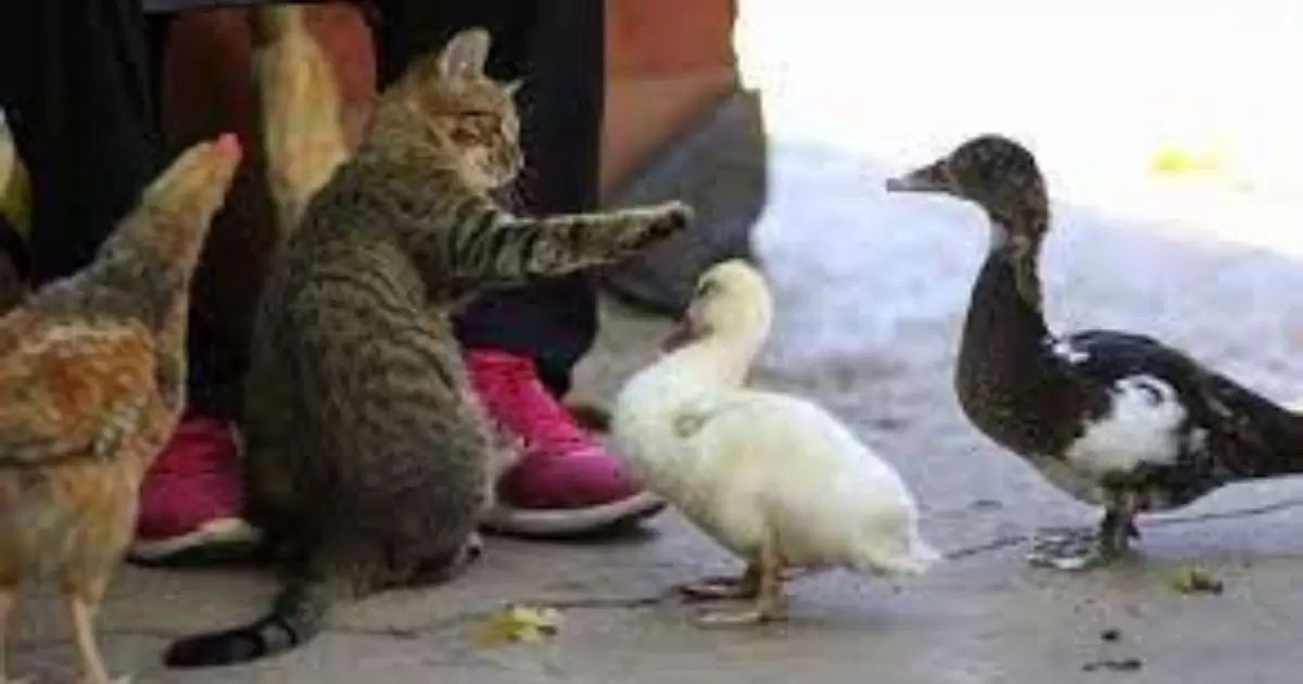 is cat food safe for ducks